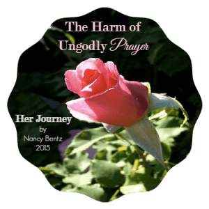 rose in soft sunlight II