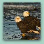 Eagles walk not faint II