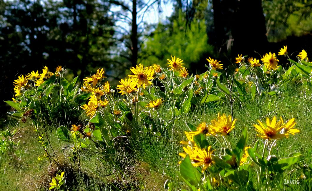 sunflower hill ch MG_1271