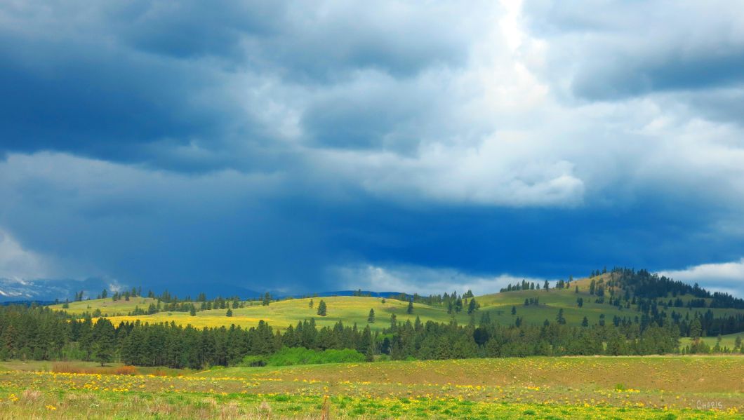 sunflowers hill mountains clouds ch IMG_1475