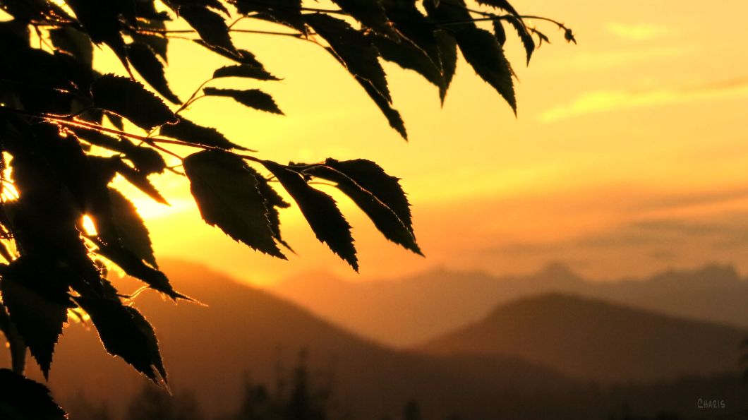 sunset silhouette dark leaves ch rs IMG_2627